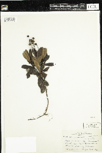 Chimaphila umbellata image