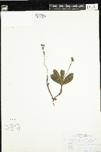 Chimaphila umbellata image