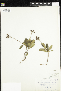 Chimaphila umbellata image