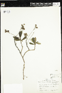 Chimaphila umbellata image