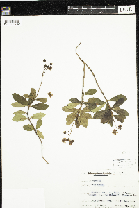 Chimaphila umbellata image