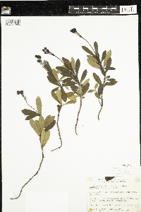 Chimaphila umbellata image