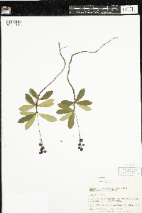 Chimaphila umbellata image