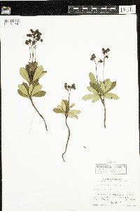 Chimaphila umbellata image