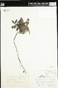 Chimaphila umbellata image