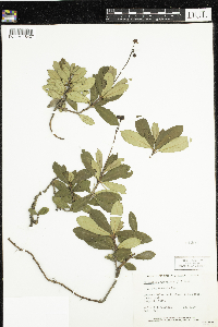Chimaphila umbellata image