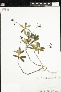 Chimaphila umbellata image