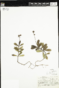 Chimaphila umbellata image