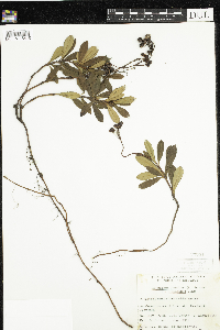 Chimaphila umbellata image