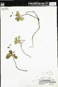 Chimaphila umbellata image