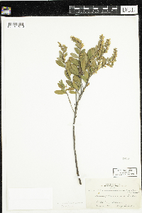 Chamaedaphne calyculata image