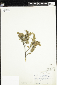 Chamaedaphne calyculata image
