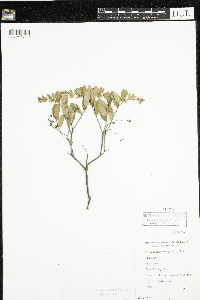 Chamaedaphne calyculata image
