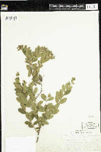 Chamaedaphne calyculata image