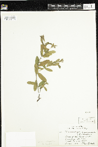 Chamaedaphne calyculata image