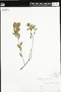 Chamaedaphne calyculata image