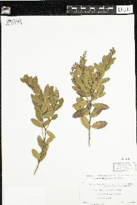 thumbnail image of current specimen
