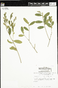 Chamaedaphne calyculata image