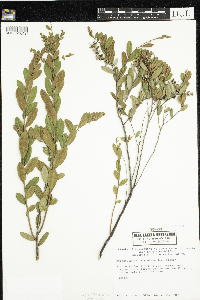 Chamaedaphne calyculata image