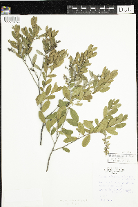 Chamaedaphne calyculata image