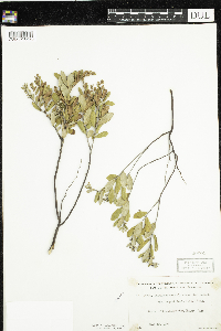 Chamaedaphne calyculata image