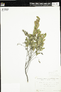 Chamaedaphne calyculata image