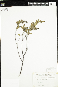 Chamaedaphne calyculata image
