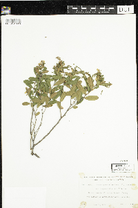 Chamaedaphne calyculata image