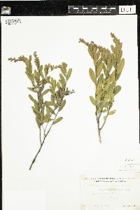 Chamaedaphne calyculata image