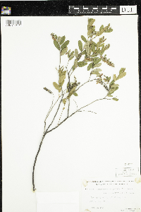 Chamaedaphne calyculata image