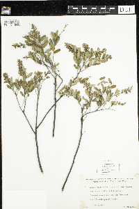 Chamaedaphne calyculata image