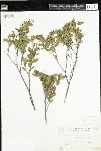 Chamaedaphne calyculata image
