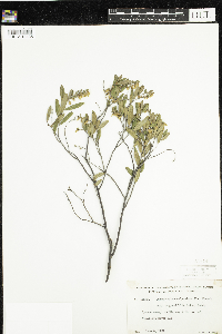 Chamaedaphne calyculata image