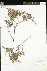 Chamaedaphne calyculata image