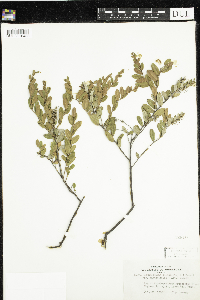 Chamaedaphne calyculata image