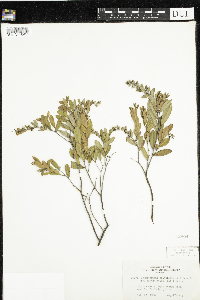 Chamaedaphne calyculata image