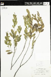 Chamaedaphne calyculata image