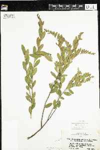 Chamaedaphne calyculata image