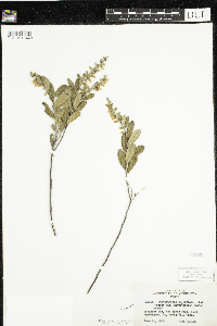 Chamaedaphne calyculata image