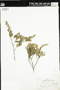 Chamaedaphne calyculata image