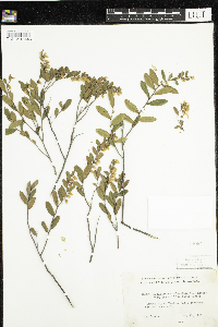 Chamaedaphne calyculata image