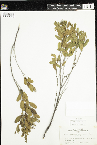 Chamaedaphne calyculata image