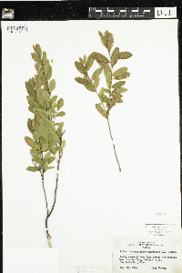 Chamaedaphne calyculata image