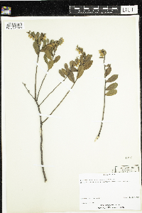 Chamaedaphne calyculata image