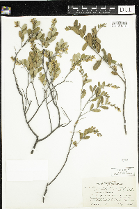Chamaedaphne calyculata image