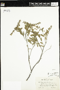 Chamaedaphne calyculata image
