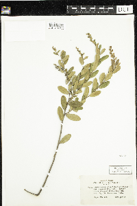 Chamaedaphne calyculata image