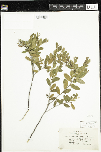 Chamaedaphne calyculata image