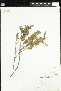 Chamaedaphne calyculata image