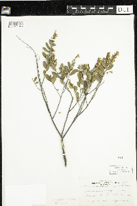 Chamaedaphne calyculata image